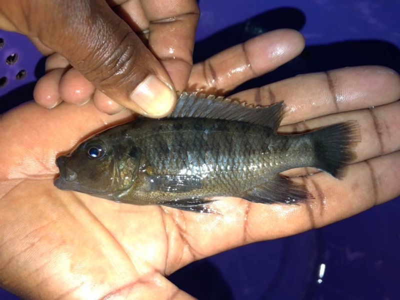 Petrotilapia flaviventris 'Londo Bay'